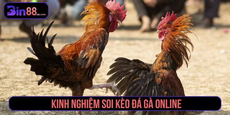 Kinh Nghiệm Soi Kèo Đá Gà - Cách Đọc Kèo Cho Người Mới kinh nghiệm soi kèo đá gà