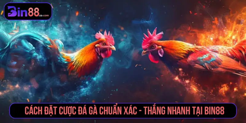 Cách Đặt Cược Đá Gà - Đọc Kèo Meron, Wala Và BDD Cách đặt cược đá gà chuẩn xác - thắng nhanh tại BIN88